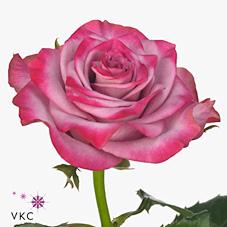 Срезанные цветы оптом Rosa large deep purple от 40шт из Голландии с доставкой по России