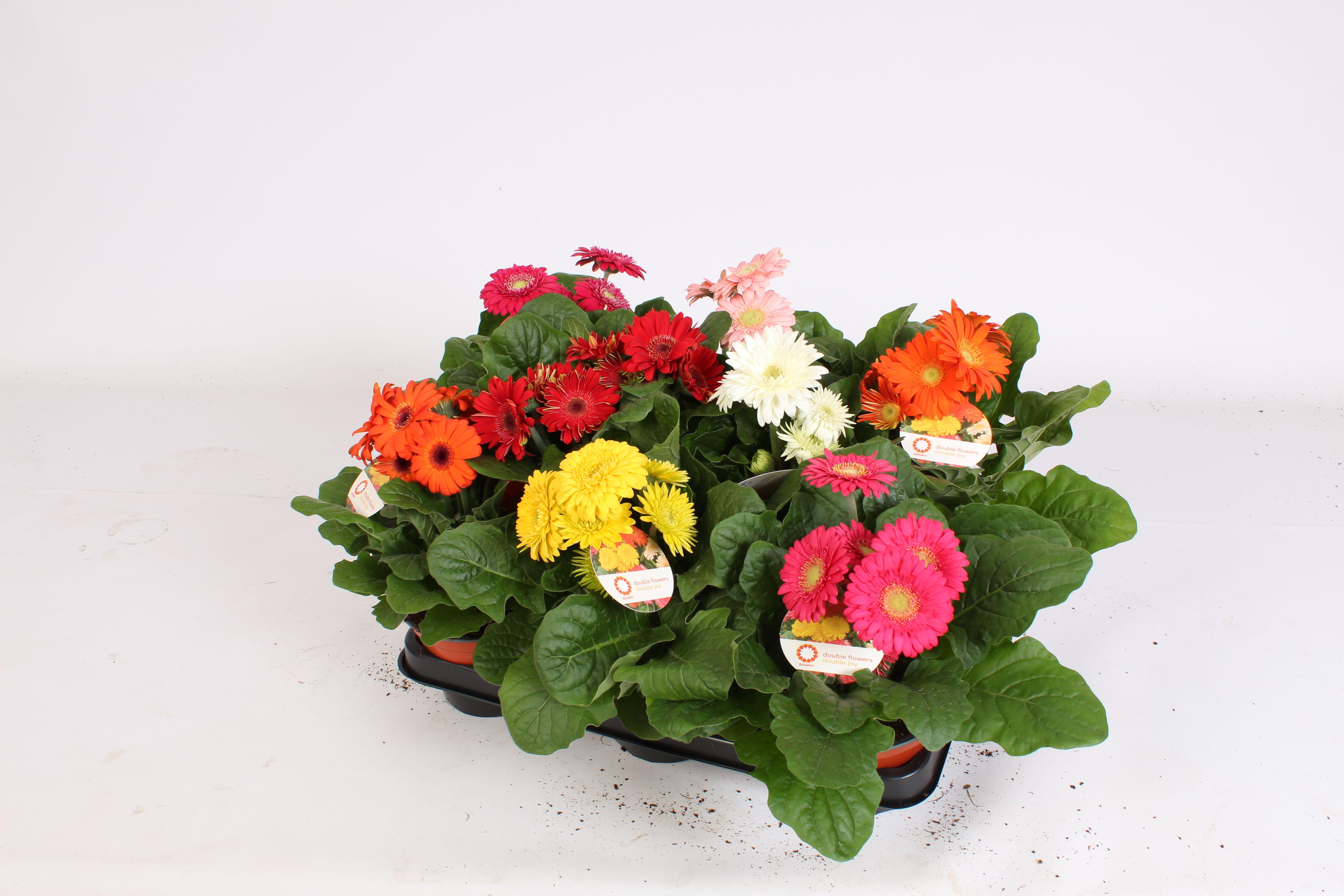 Горшечные цветы и растения оптом Gerbera Sundayz Belicht 12cm 2+bl. от 12шт (для телеги) из Голландии с доставкой по России