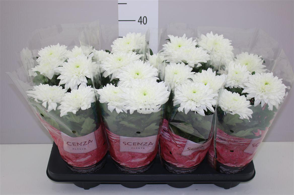 Горшечные цветы и растения оптом Chrysanth Zembla Wit от 8шт из Голландии с доставкой по России
