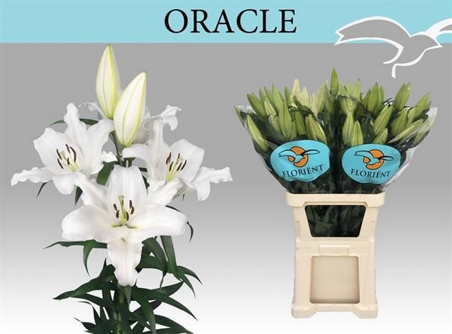 Срезанные цветы оптом Lilium or oracle от 40шт из Голландии с доставкой по России