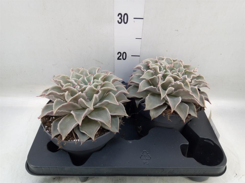 Горшечные цветы и растения оптом Echeveria   ... от 2шт из Голландии с доставкой по России