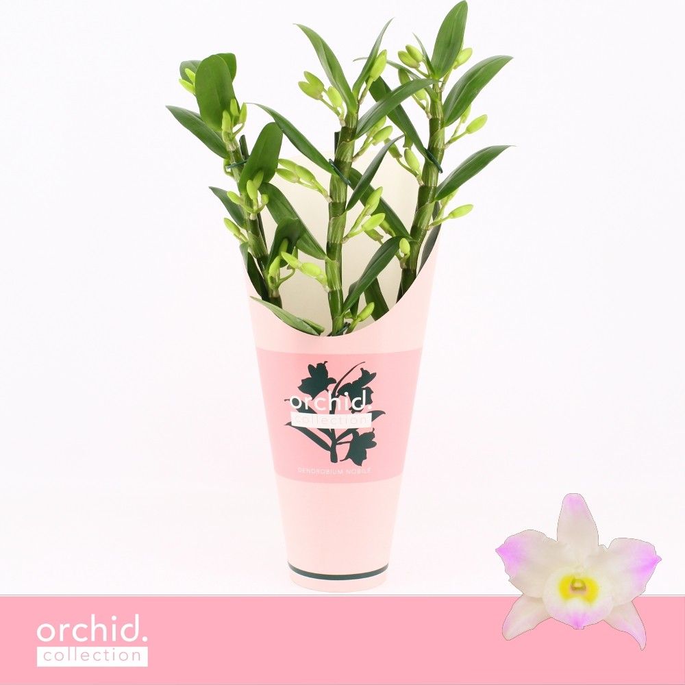 Горшечные цветы и растения оптом Dendr Nob 3st Kumiko Compact Orchid от 6шт из Голландии с доставкой по России