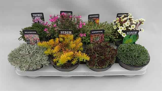 Горшечные цветы и растения оптом Rotsplanten Mix от 8шт из Голландии с доставкой по России