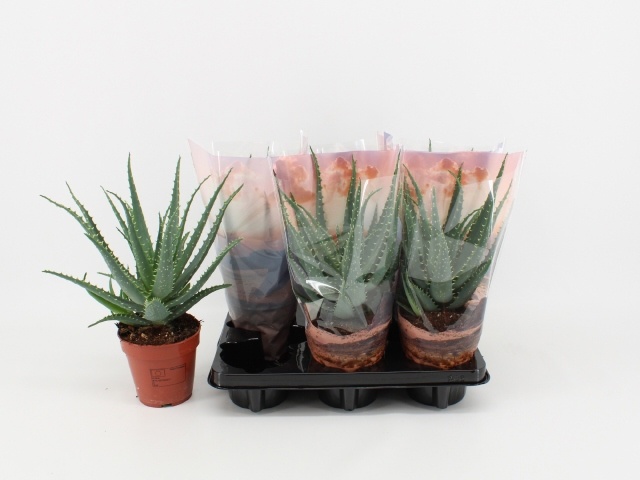 Горшечные цветы и растения оптом Aloe Arborescens от 6шт из Голландии с доставкой по России