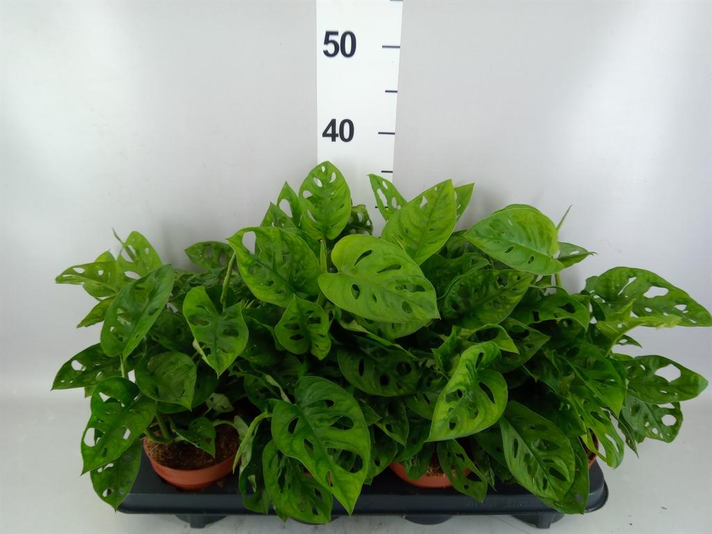 Горшечные цветы и растения оптом Monstera Obliqua leichtlinii от 8шт из Голландии с доставкой по России Горшечные цветы и растения оптом Monstera Obliqua leichtlinii от 8шт из Голландии с доставкой по России