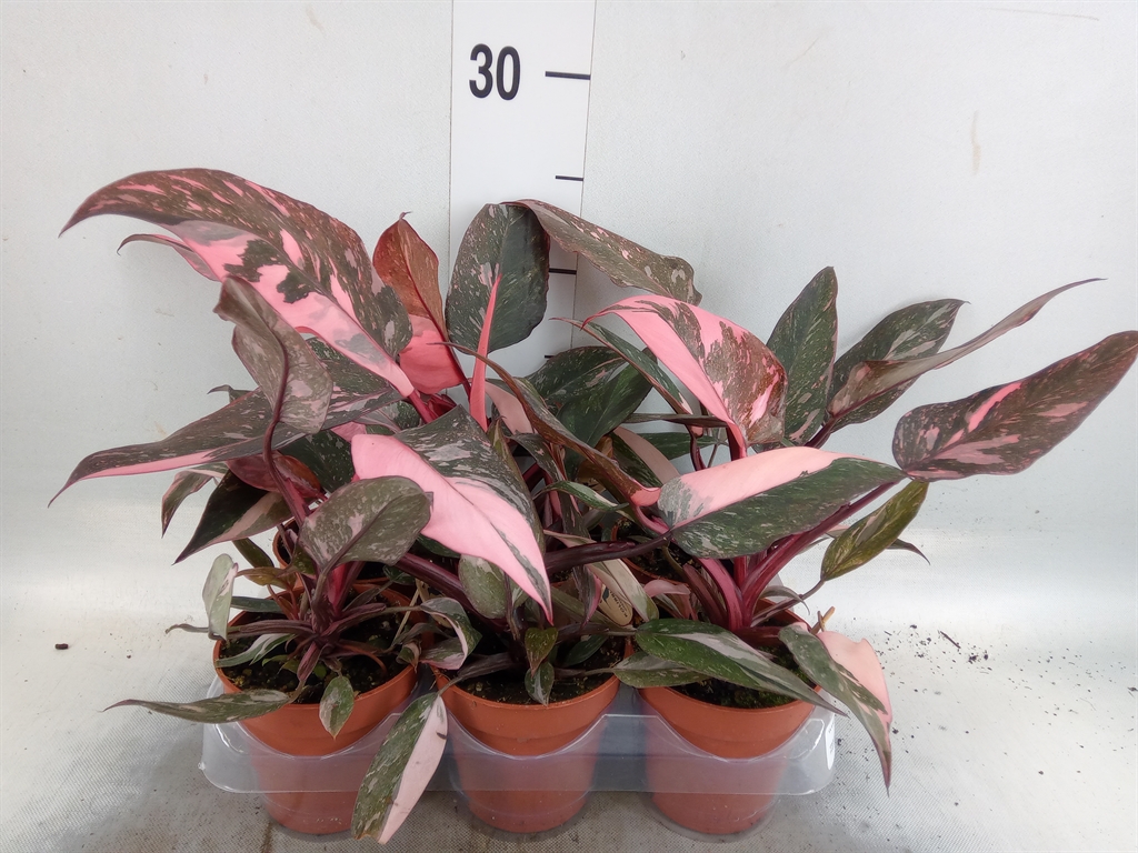 Горшечные цветы и растения оптом Philodendron   ... от 6шт (для телеги) из Голландии с доставкой по России
