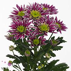 Срезанные цветы оптом Chrys sp resq lucie от 80шт из Голландии с доставкой по России