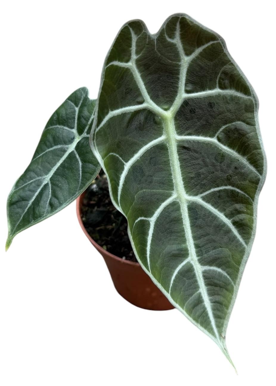 Горшечные цветы и растения оптом Alocasia Watsoniana от 1шт (для телеги) из Голландии с доставкой по России