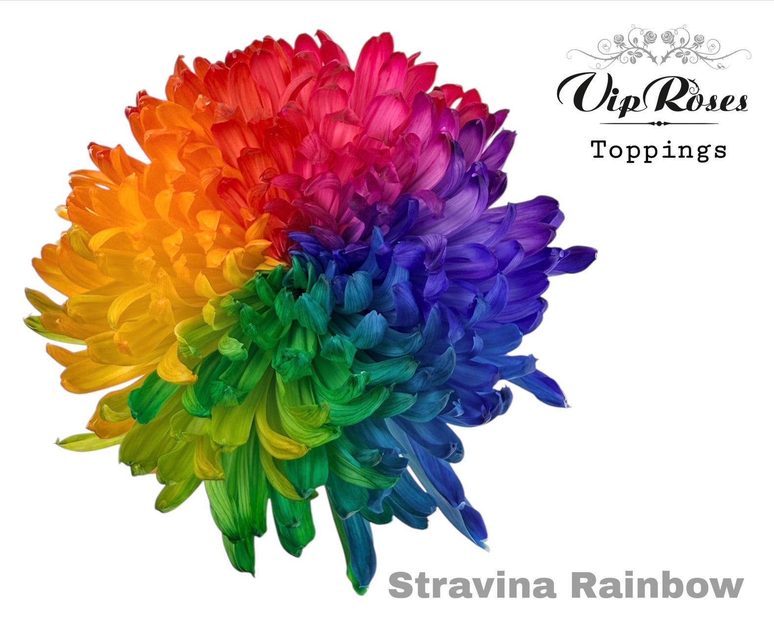 Срезанные цветы оптом Chrys bl paint stravina rainbow от 20шт из Голландии с доставкой по России