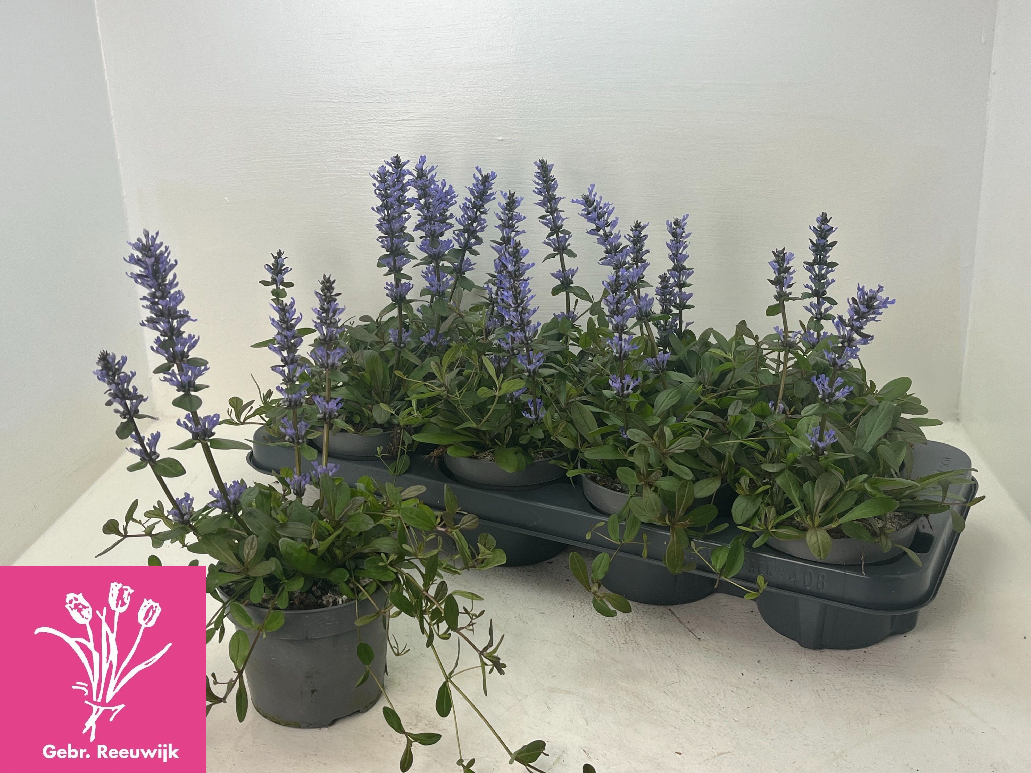 Горшечные цветы и растения оптом Ajuga Ov от 8шт из Голландии с доставкой по России