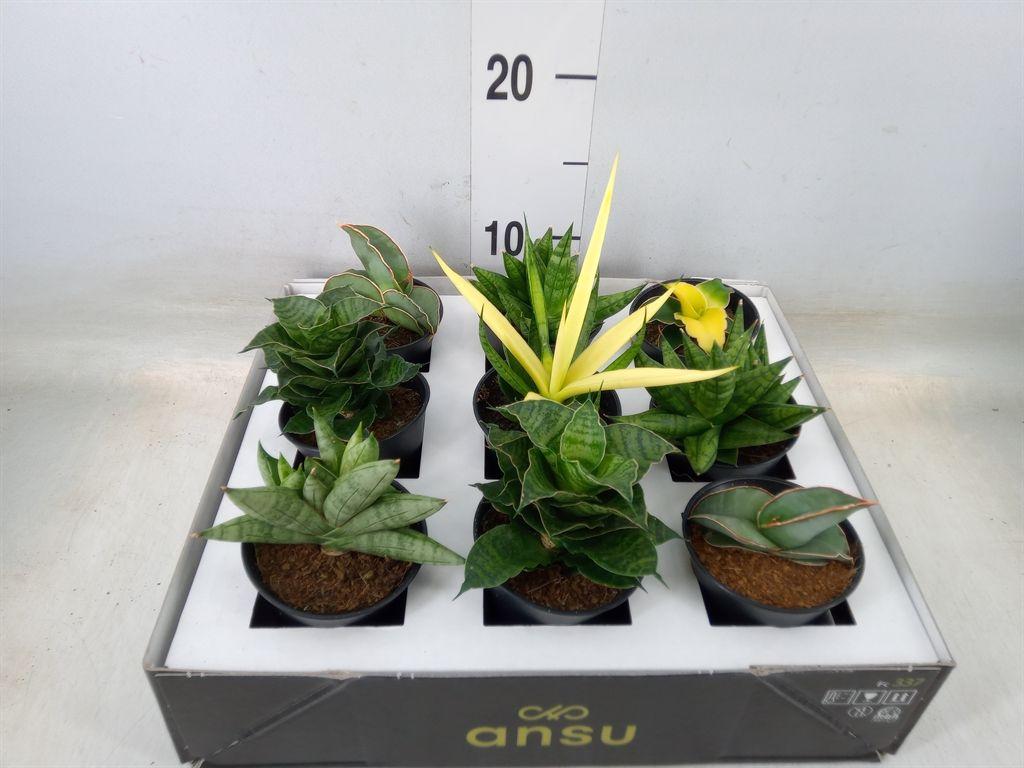 Горшечные цветы и растения оптом Sansevieria   ... от 9шт (для телеги) из Голландии с доставкой по России