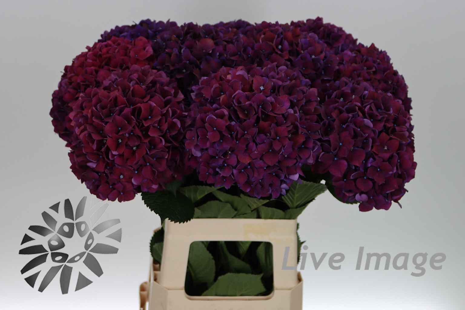 Срезанные цветы оптом Hydrangea mag ruby aubergine от 10шт из Голландии с доставкой по России