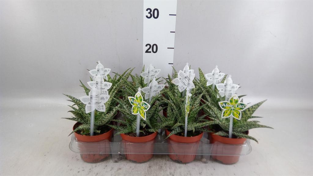 Горшечные цветы и растения оптом Aloe Overig от 12шт (для телеги) из Голландии с доставкой по России
