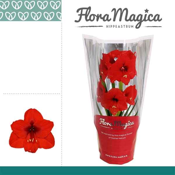 Горшечные цветы и растения оптом Hipp Royal Red 2pp Op Flora Magica Sleeve от 8шт из Голландии с доставкой по России