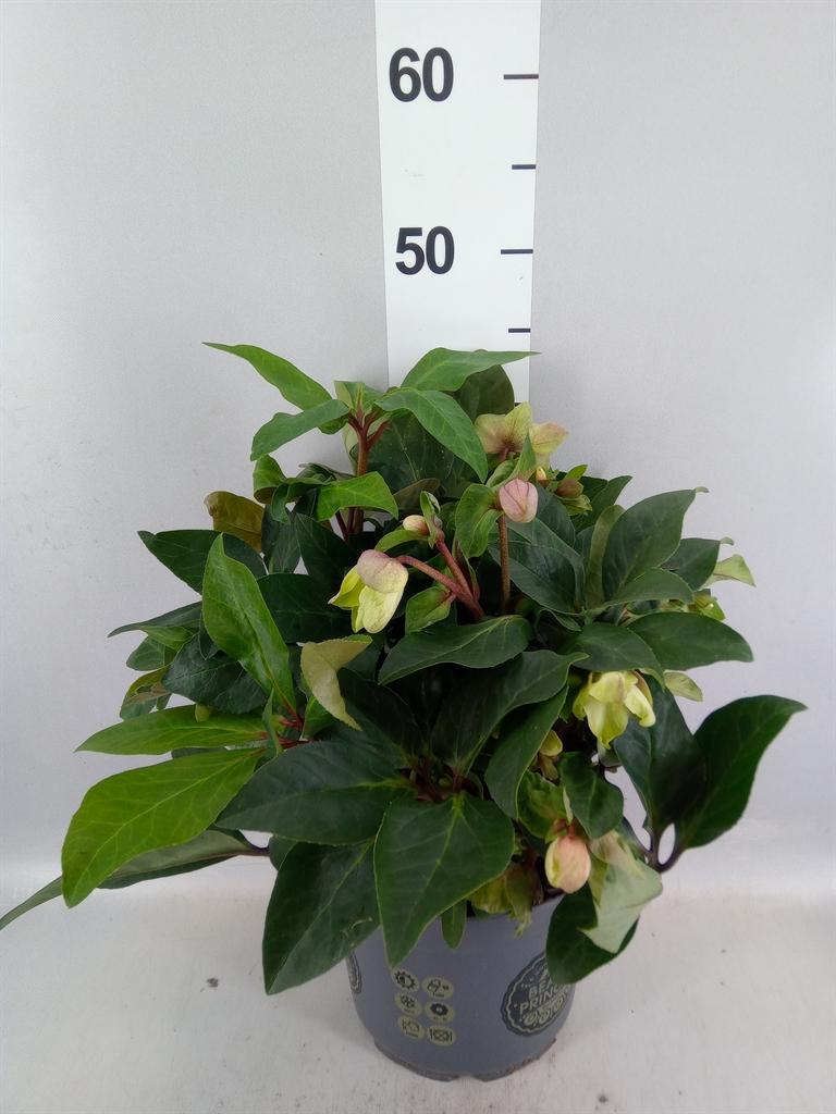 Горшечные цветы и растения оптом Helleborus beauty Princess от 1шт из Голландии с доставкой по России