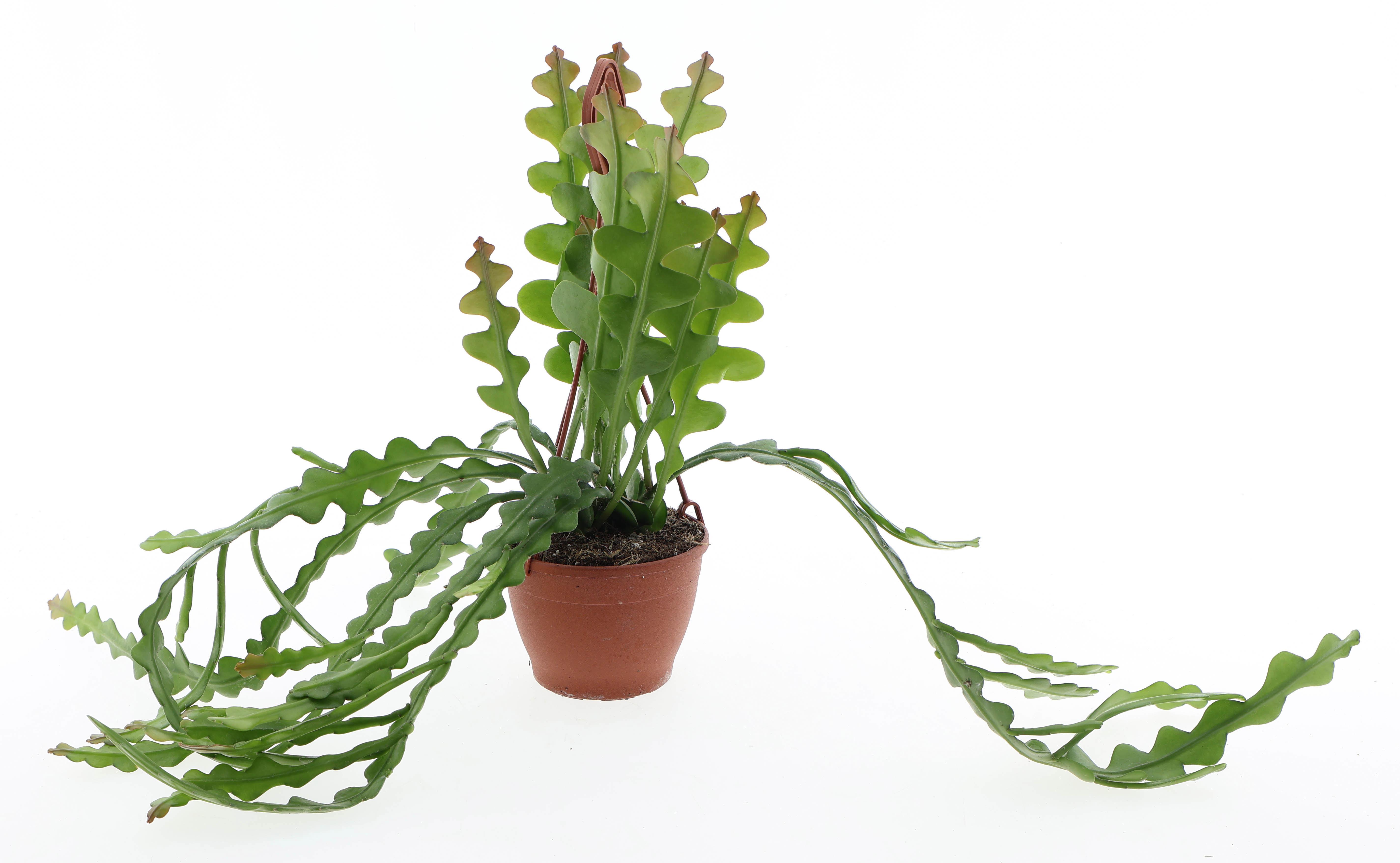 Горшечные цветы и растения оптом Epiphyllum Anguliger Hangplant от 6шт из Голландии с доставкой по России