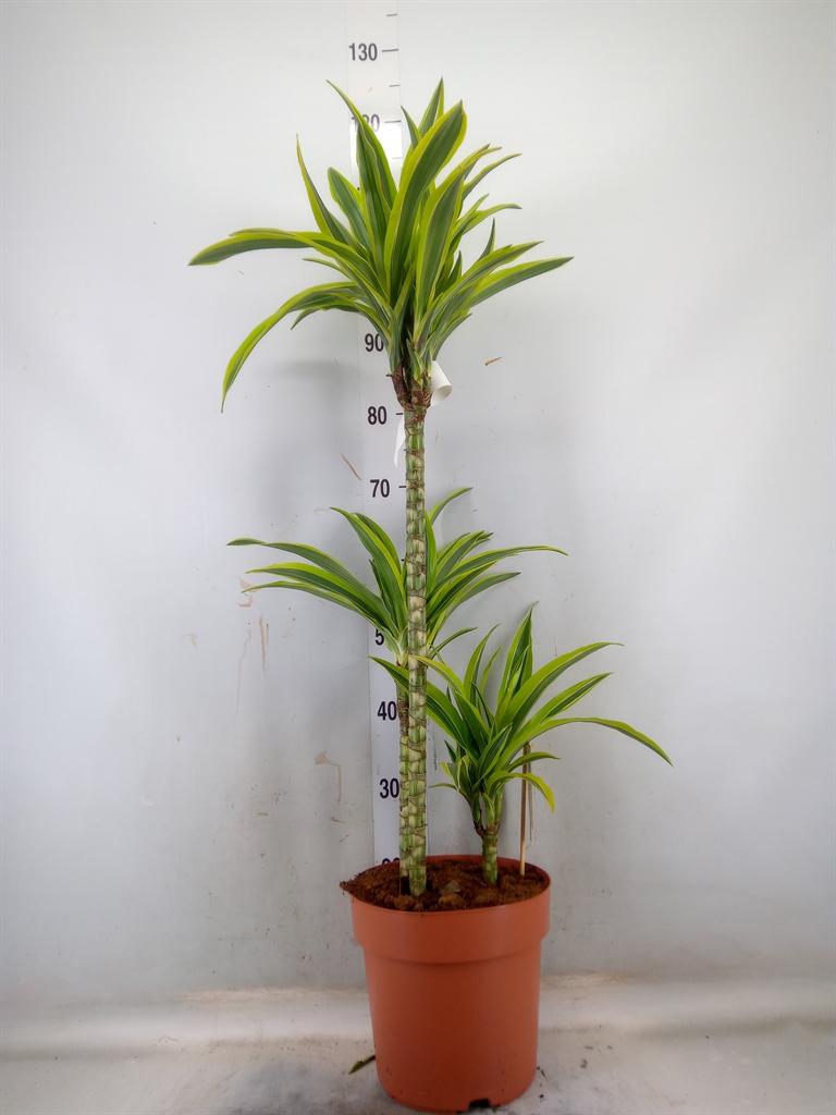 Горшечные цветы и растения оптом Drac Lemon Lime 60-30-15 от 1шт из Голландии с доставкой по России