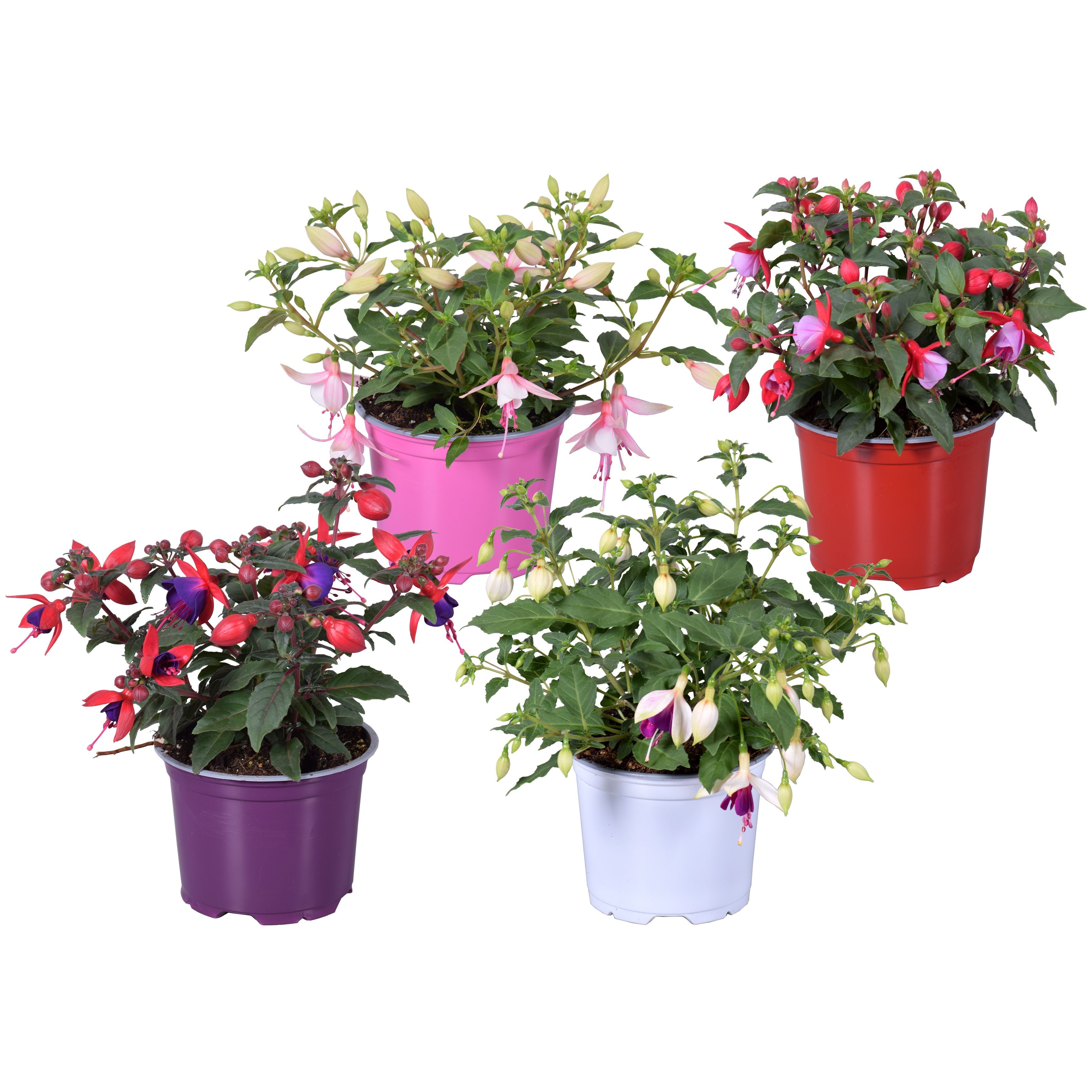 Горшечные цветы и растения оптом Fuchsia B F Gem от 8шт из Голландии с доставкой по России