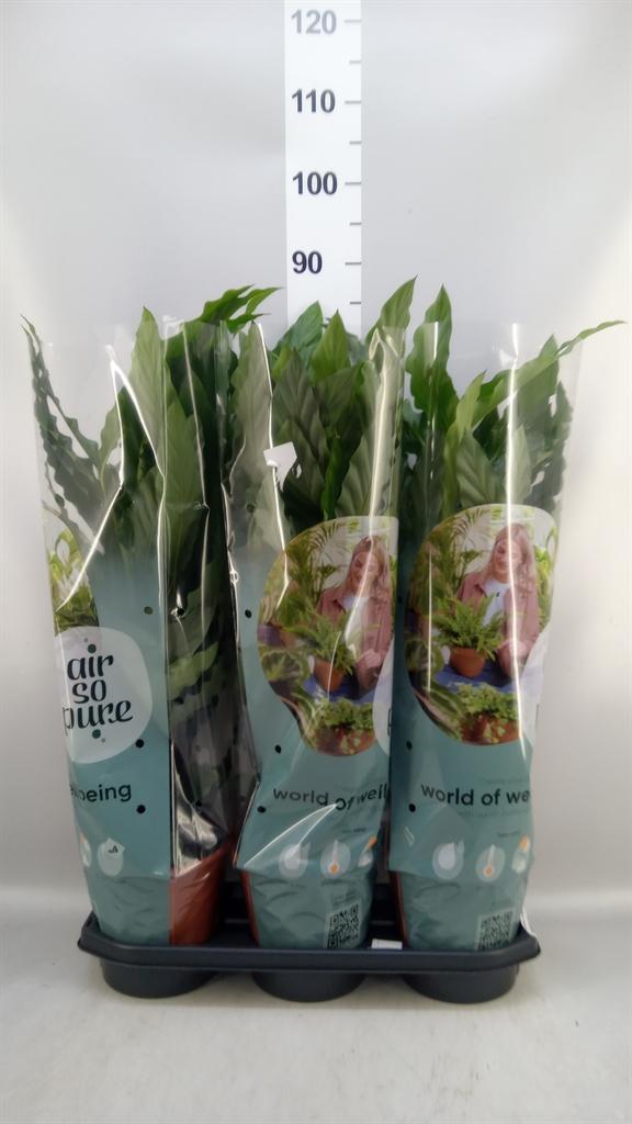 Горшечные цветы и растения оптом Calathea Rufibarba miroscha от 3шт из Голландии с доставкой по России