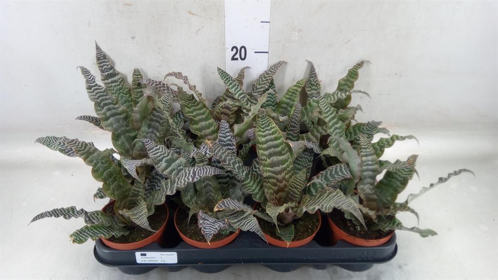 Горшечные цветы и растения оптом Cryptanthus Zonatus от 12шт (для телеги) из Голландии с доставкой по России