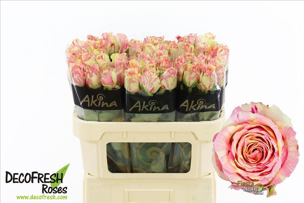 Срезанные цветы оптом Rosa large fiesta от 60шт из Голландии с доставкой по России
