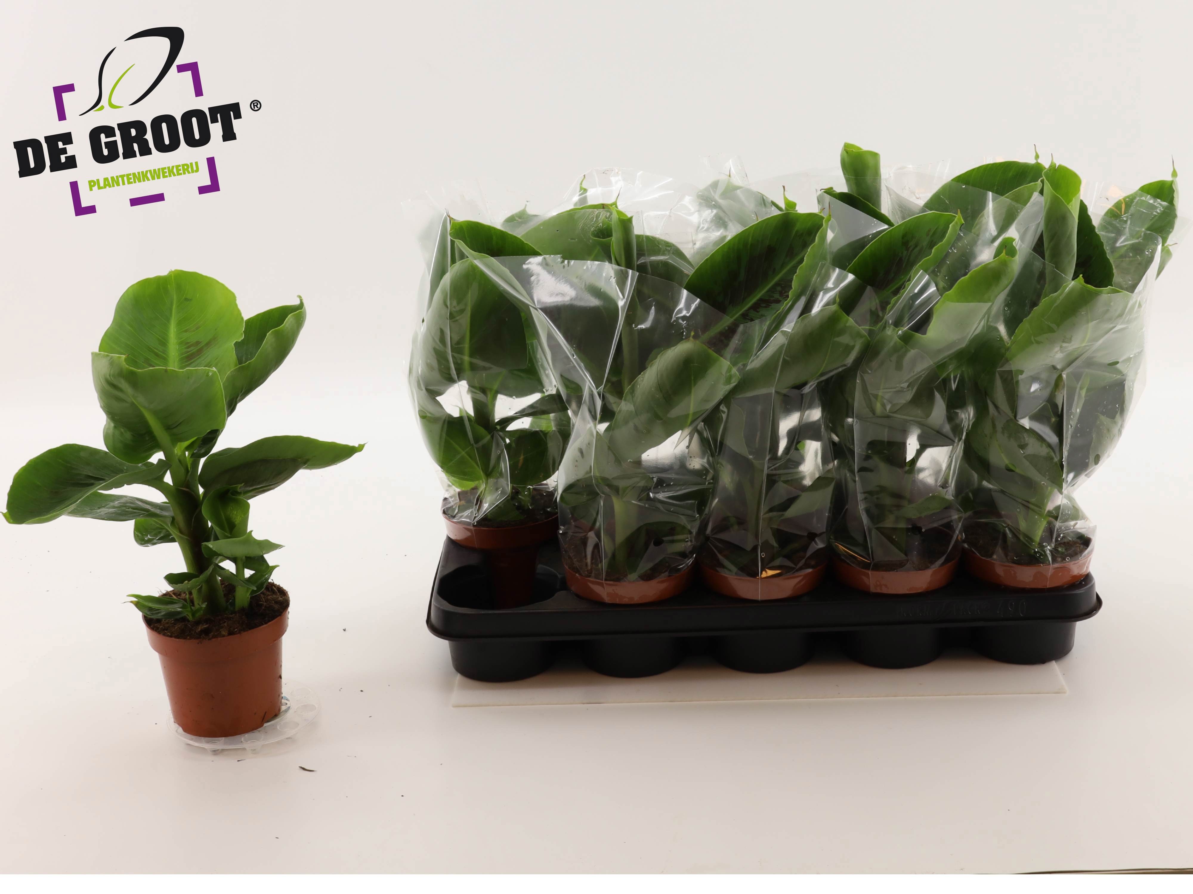 Горшечные цветы и растения оптом Musa Tropicana от 10шт из Голландии с доставкой по России