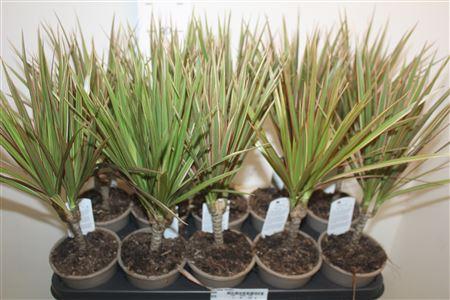 Горшечные цветы и растения оптом Dra Marg Bicolor от 10шт из Голландии с доставкой по России Горшечные цветы и растения оптом Dra Marg Bicolor от 10шт из Голландии с доставкой по России