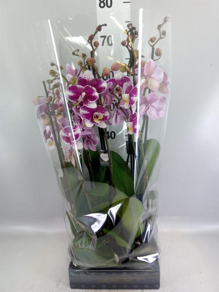Горшечные цветы и растения оптом Phalaenopsis ant Barcelona от 5шт из Голландии с доставкой по России