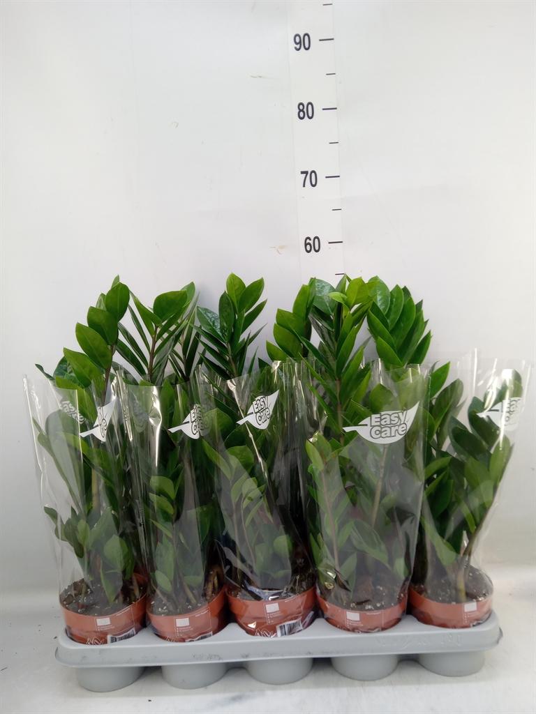 Горшечные цветы и растения оптом Zamioculcas Zamiifolia от 10шт из Голландии с доставкой по России