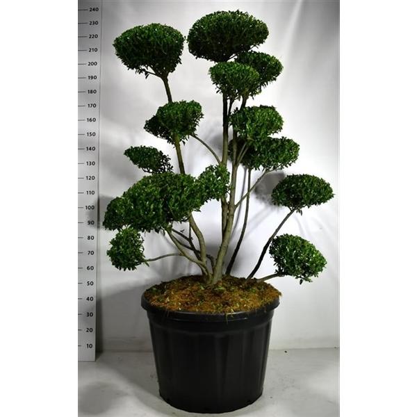 Горшечные цветы и растения оптом Ilex Impala от 1шт из Голландии с доставкой по России