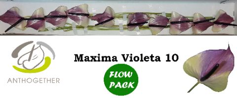 Срезанные цветы оптом Anthurium maxima violeta от 40шт. из Голландии с доставкой по России