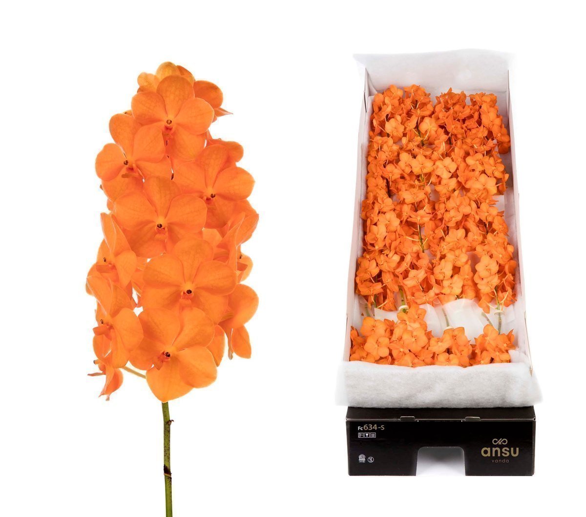 Срезанные цветы оптом Vanda natcha princess orange per stem от 24шт из Голландии с доставкой по России
