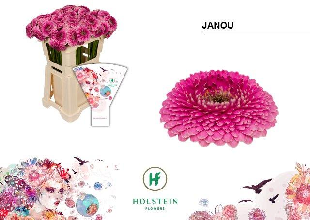 Срезанные цветы оптом Germini gerponi janou от 80шт из Голландии с доставкой по России