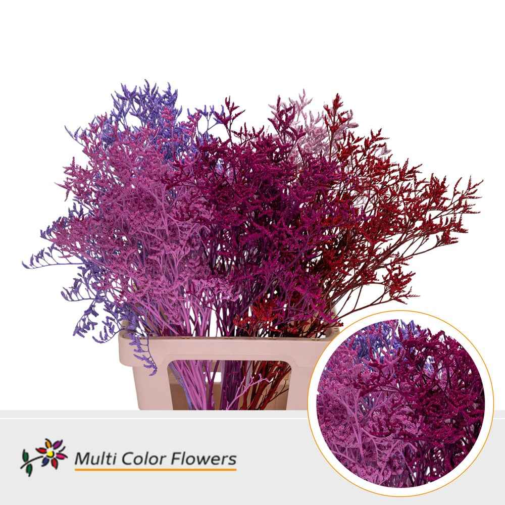 Срезанные цветы оптом Limonium paint mix love от 50шт. из Голландии с доставкой по России