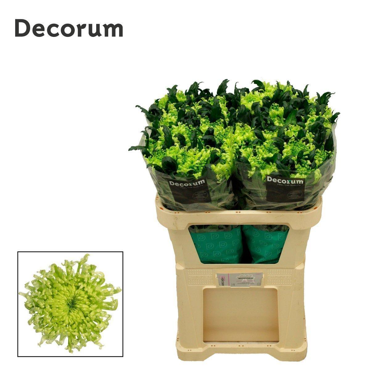 Срезанные цветы оптом Chrys bl antenna от 40шт из Голландии с доставкой по России