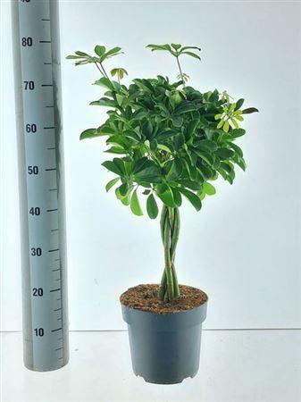 Горшечные цветы и растения оптом Schefflera Compacta от 1шт из Голландии с доставкой по России