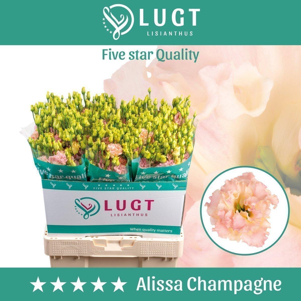 Срезанные цветы оптом Lisianthus do alissa champagne A от 140шт из Голландии с доставкой по России
