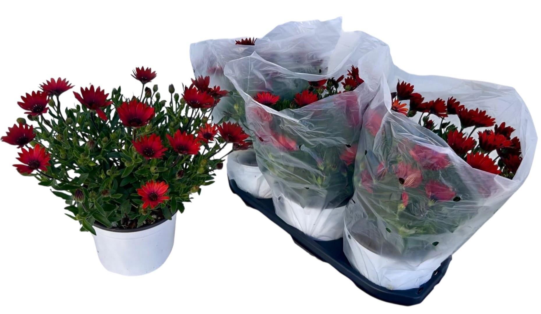 Горшечные цветы и растения оптом Osteo Gem от 3шт из Голландии с доставкой по России