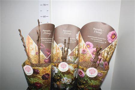 Горшечные цветы и растения оптом Paeonia Suffrut Gem Tree Woody от 3шт из Голландии с доставкой по России