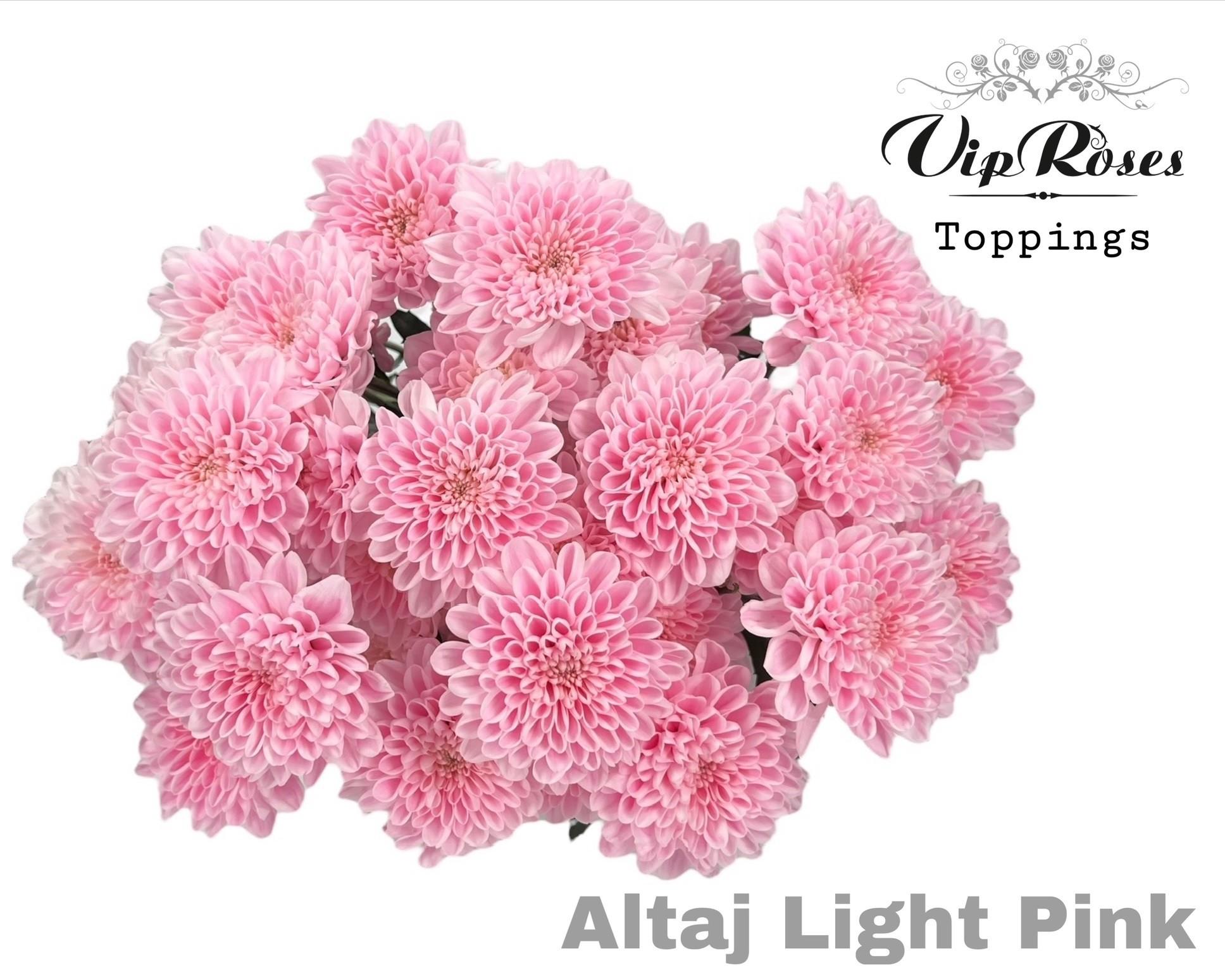 Срезанные цветы оптом Chrys sp paint altaj light pink от 20шт из Голландии с доставкой по России