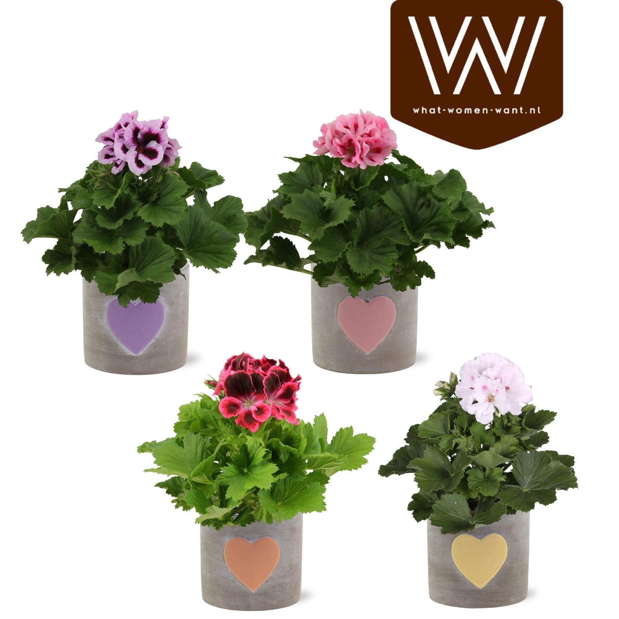 Горшечные цветы и растения оптом Pel Gr Ov от 5шт из Голландии с доставкой по России