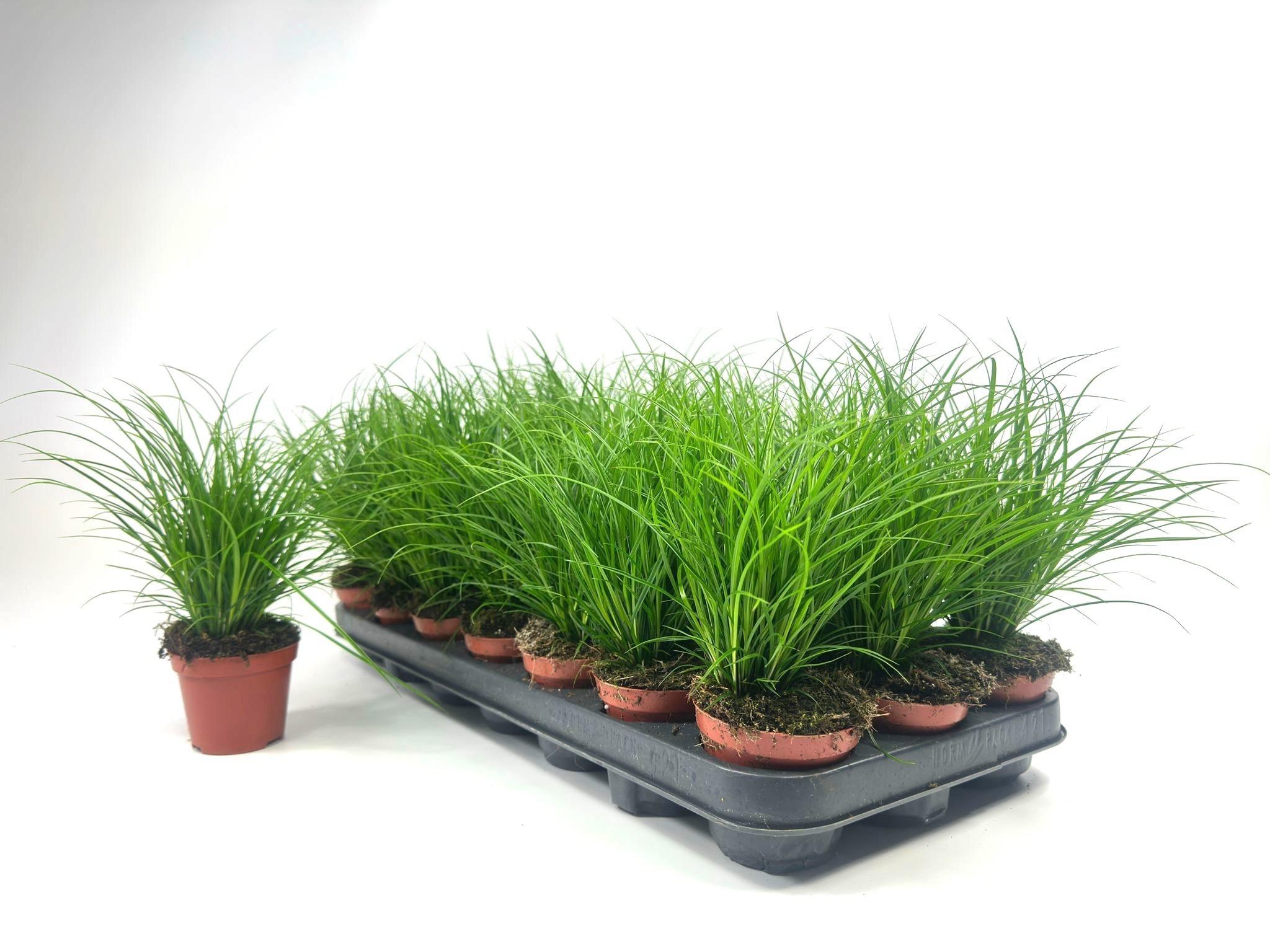 Горшечные цветы и растения оптом Carex Brunnea от 21шт (для телеги) из Голландии с доставкой по России
