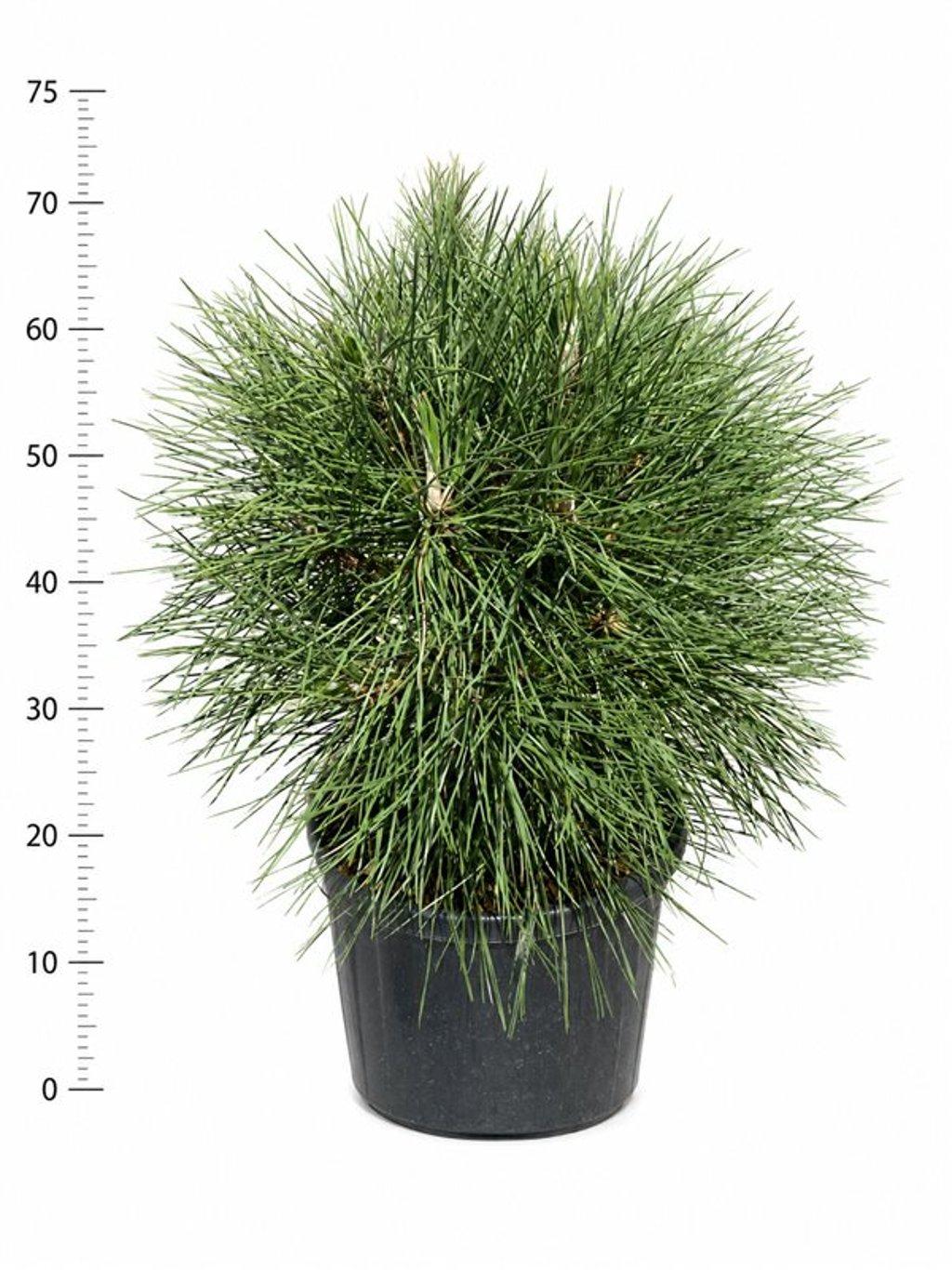 Горшечные цветы и растения оптом Pinus Nigra spielberg от 1шт из Голландии с доставкой по России