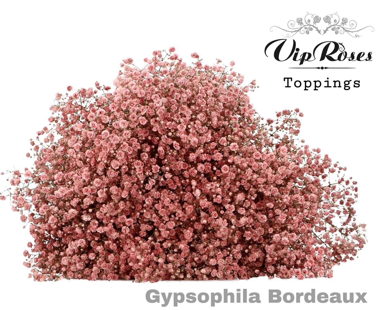 Срезанные цветы оптом Gyps large paint bordeaux от 25шт из Голландии с доставкой по России