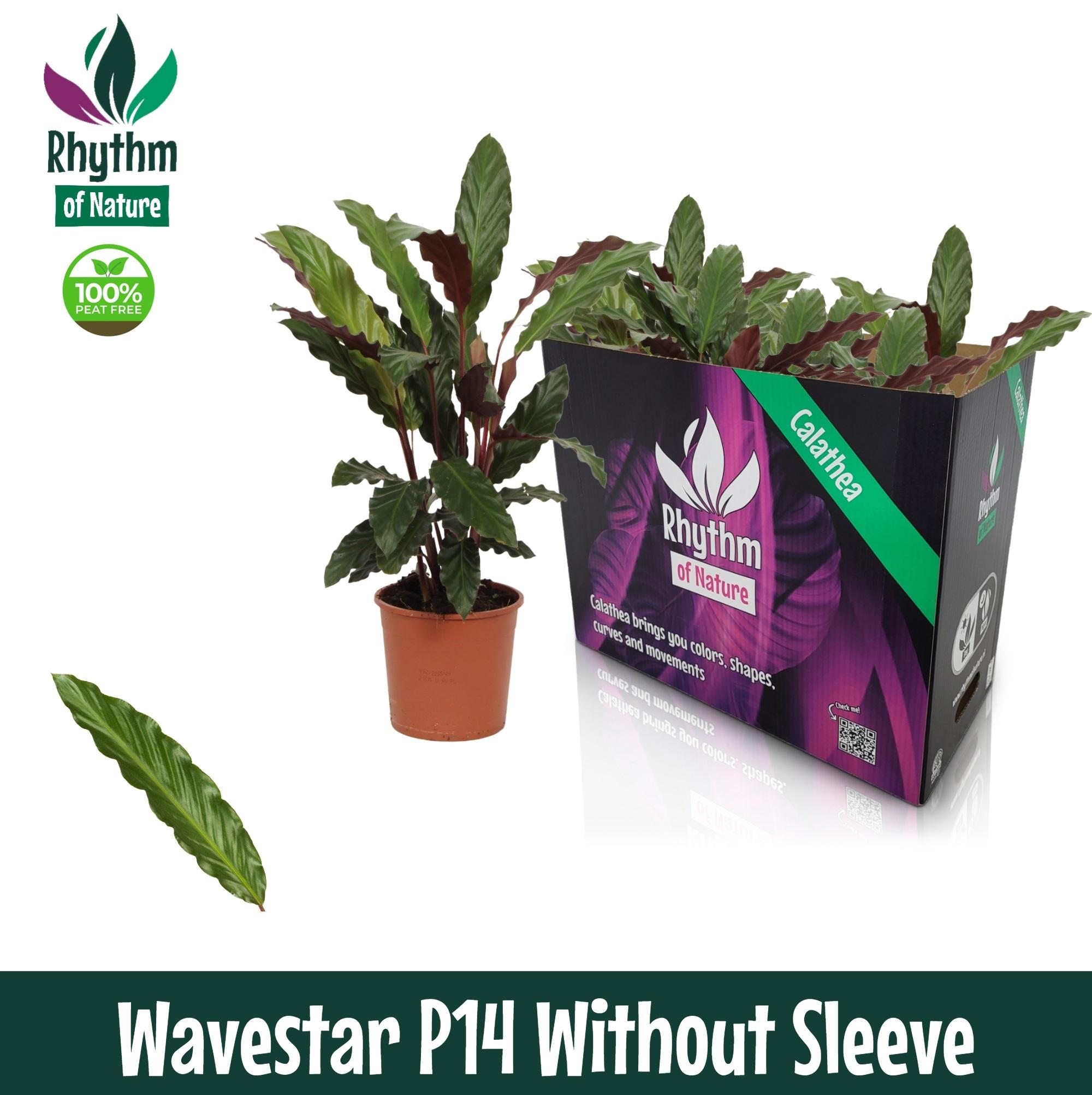 Горшечные цветы и растения оптом Calathea Wavestar Rhythm Of Nature No Sleeve от 8шт из Голландии с доставкой по России