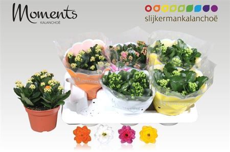 Горшечные цветы и растения оптом Kal Ge Gem 4 Kl P15 от 6шт из Голландии с доставкой по России