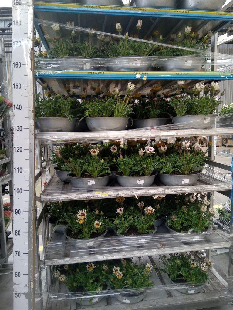 Горшечные цветы и растения оптом Gazania   ...mix от 1шт из Голландии с доставкой по России