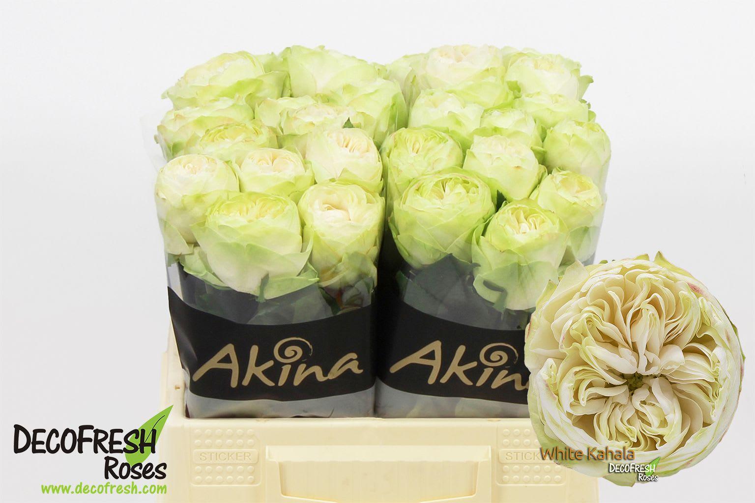 Срезанные цветы оптом Rosa large white kahala от 40шт из Голландии с доставкой по России