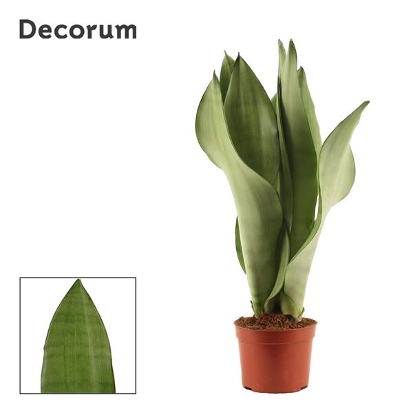Горшечные цветы и растения оптом Sansevieria Moonshine (decorum) от 12шт (для телеги) из Голландии с доставкой по России
