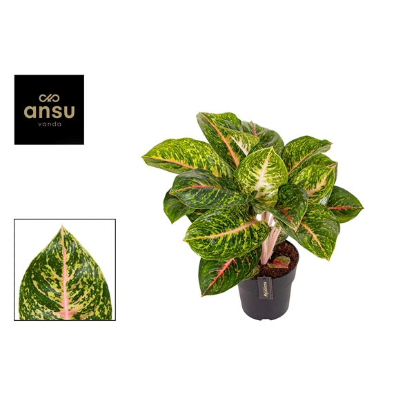 Горшечные цветы и растения оптом Aglaonema Green Spring Red от 3шт из Голландии с доставкой по России